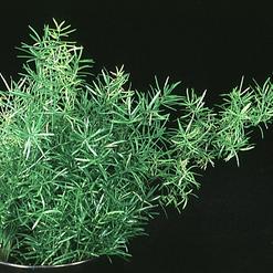 Asparagus densiflorus