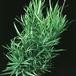 Asparagus falcatus 1882