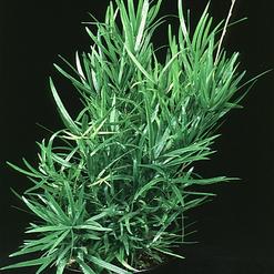 Asparagus falcatus