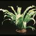 Asplenium antiquum 1954