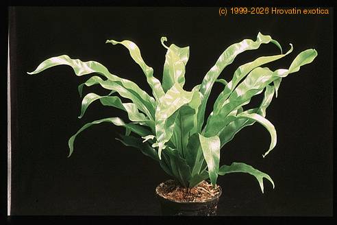 Asplenium antiquum 1954