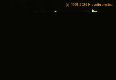 Asplenium antiquum 1954