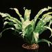 Asplenium antiquum 1954
