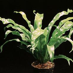 Asplenium antiquum