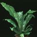 Asplenium nidus 1885