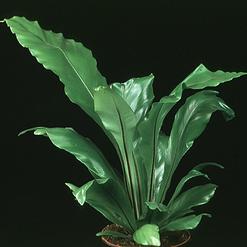 Asplenium nidus