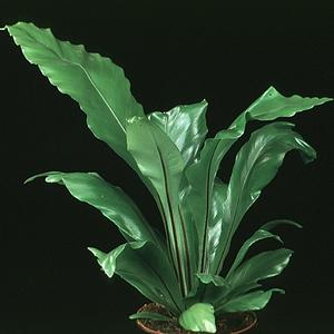 Asplenium nidus
