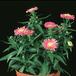Aster dumosus 2018