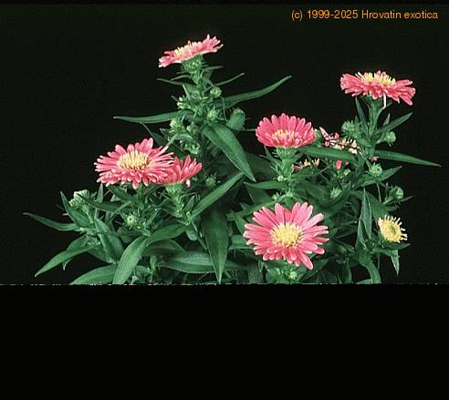 Aster dumosus 2018