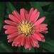 Aster dumosus 2019