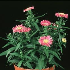 Aster dumosus