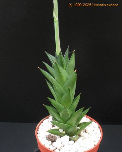 Astroloba congesta 2