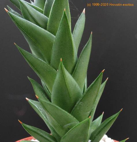 Astroloba congesta 3