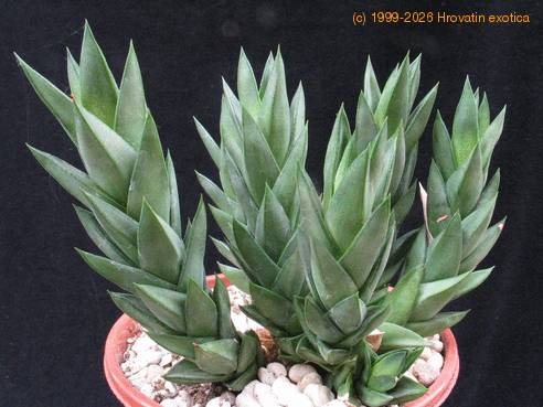 Astroloba congesta 4