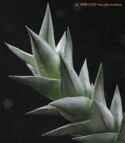 Astroloba congesta 7