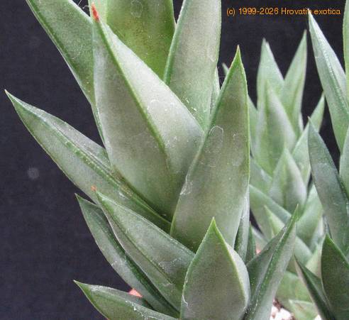 Astroloba congesta 8