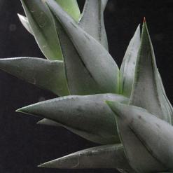 Astroloba congesta