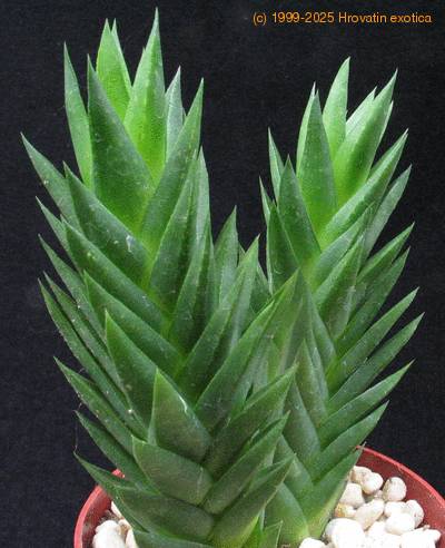 Astroloba pentagona