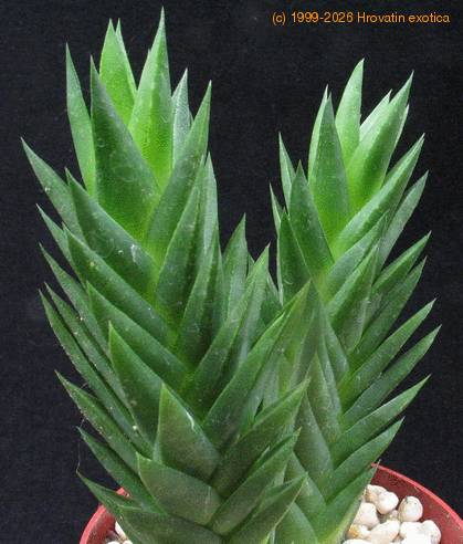 Astroloba pentagona SIb