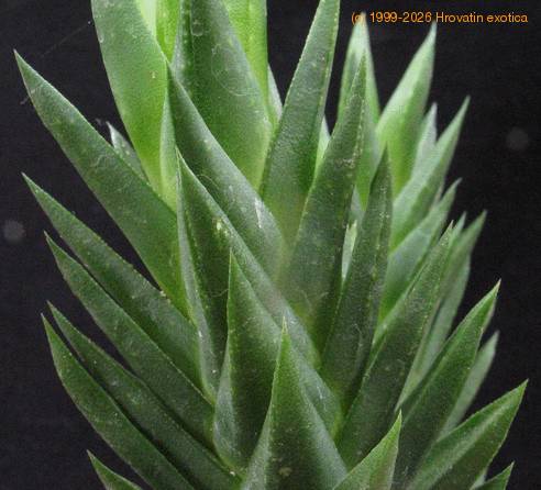 Astroloba pentagona SIl