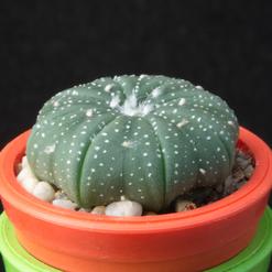 Astrophytum asterias