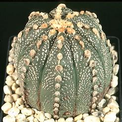 Astrophytum asterias