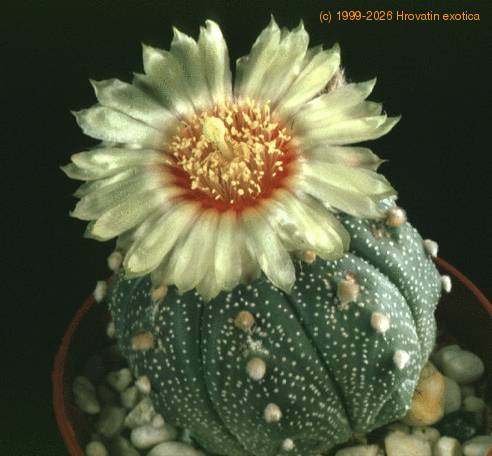 Astrophytum asterias