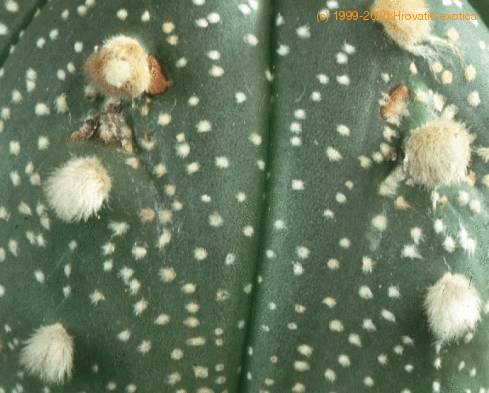 Astrophytum asterias