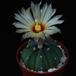 Astrophytum asterias nudum PP20107