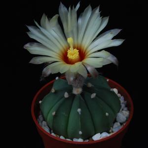 Astrophytum asterias v. nudum