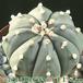 Astrophytum asterias v nudum add2 4