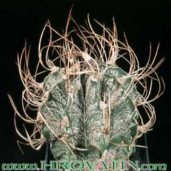 Astrophytum capricorne