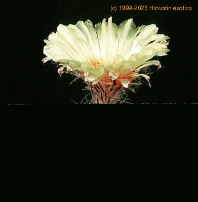 Astrophytum capricorne v niveum 354