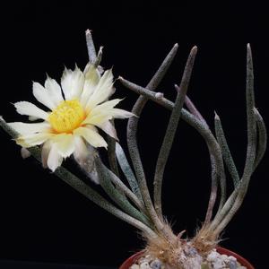 Astrophytum caput-medusae