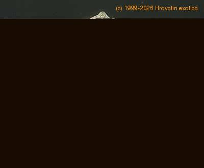 Astrophytum myriostigma 12