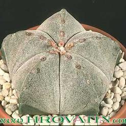 Astrophytum myriostigma