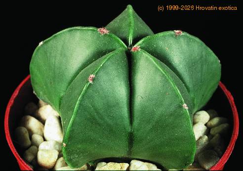 Astrophytum myriostigma nudum SIb