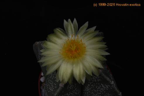 Astrophytum myriostigma quadricostatum SIf