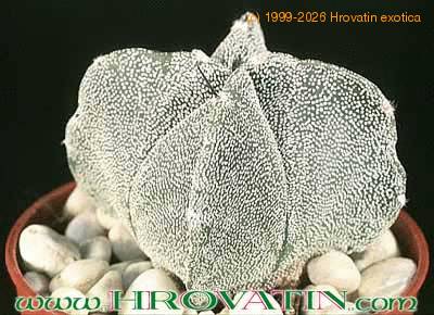 Astrophytum myriostigma v quadricostatum 33