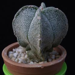 Astrophytum myriostigma v. quadricostatum