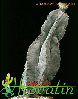 Astrophytum myriostigma v tulense  457