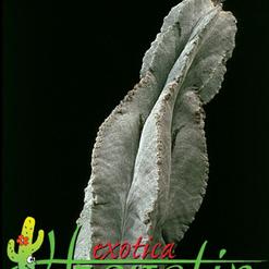 Astrophytum myriostigma v. tulense