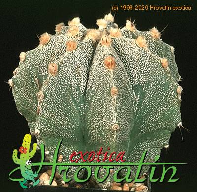 Astrophytum myriostygma v strongylogonum 489