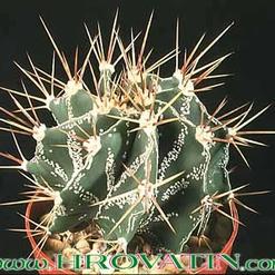 Astrophytum ornatum