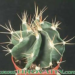 Astrophytum ornatum v. nudum