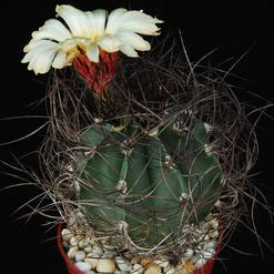 Astrophytum senilis