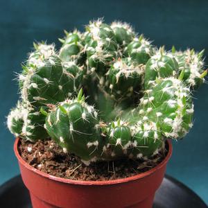 Austrocylindropuntia subulata