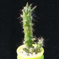 Austrocylindropuntia subulata