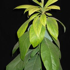 Avocado persea americana