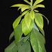 Avocado Persea americana